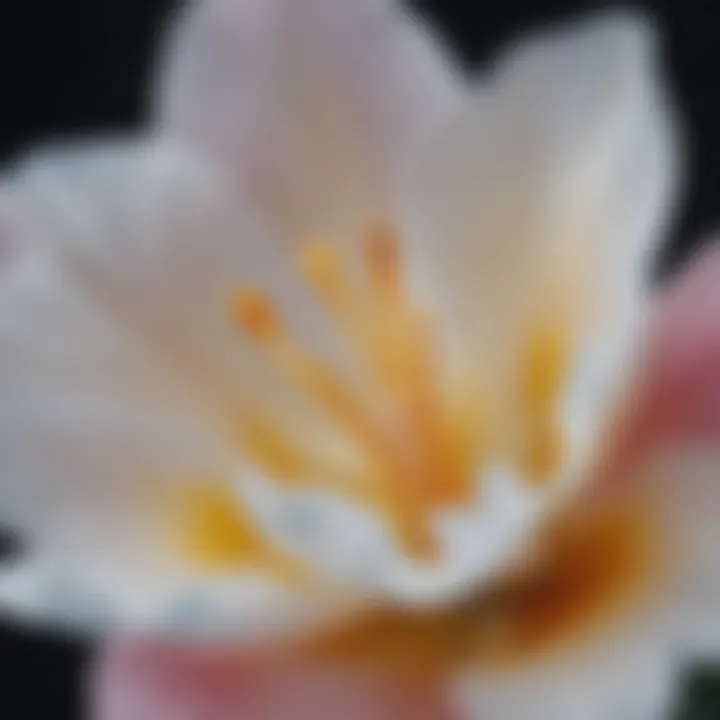 Close-up of a freesia flower showcasing its delicate petals