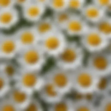 Close-up of chamomile flowers showcasing their natural beauty