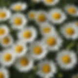 Fresh chamomile flowers showcasing their delicate beauty