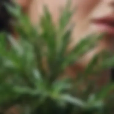 Close-up of rosemary leaves showcasing their vibrant green color